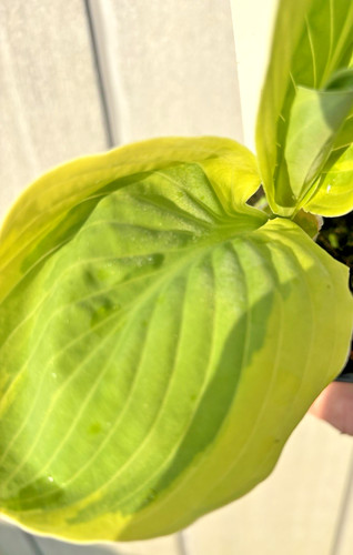 Hosta carnival plant in - hosta,