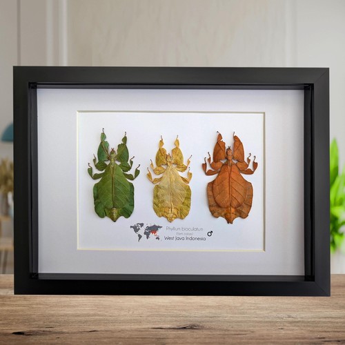Framed leaf insect - leaf, taxidermy