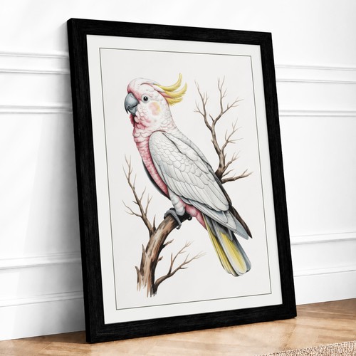 Sulphur crested cockatoo - sulphur-crested,