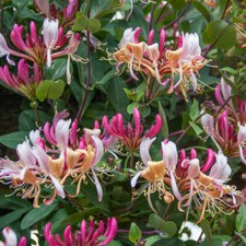 ~Serotina Belgica~Honeysuckle