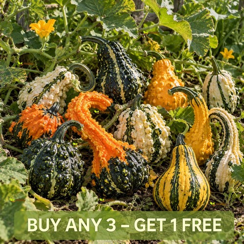 Warted gourd seeds - gourd, mixed