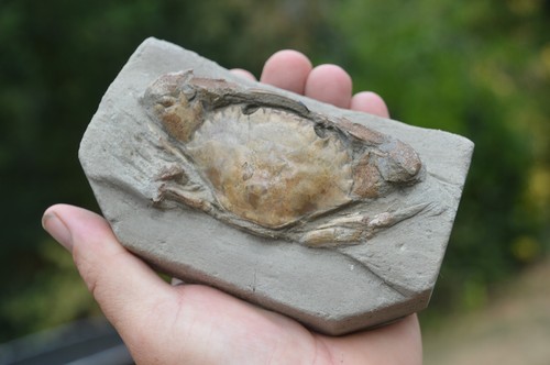 Amazing rare charybdis - #49.,