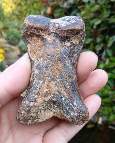 Fossil steppe bison - fossil, toe
