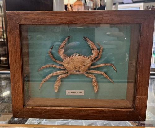 Museum quality cased - museum,