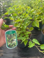 Large Morus Mulberry  BonBonBerry Mojo Fruit Bush Berry 3L Pot By Direct Plants