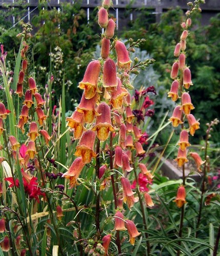 Digitalis obscura sunset - digitalis,