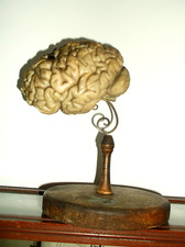 RARE ANTIQUE 19TH CENTURY WAX ANATOMICAL HALF BRAIN MODEL ON A WOODEN STAND