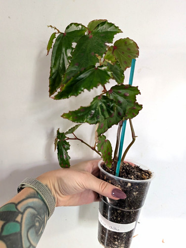 Begonia pink dottie houseplant - begonia,