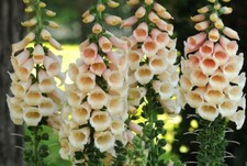 3 x Plug Plants Apricot Foxglove Clumping Cottage Garden