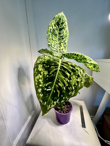 Dieffenbachia reflector house - dieffenbachia,