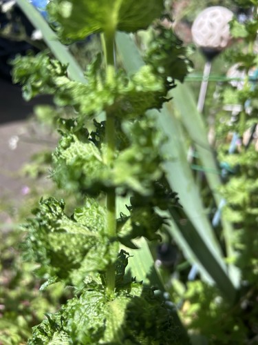 Strong scented curly mint - curly,