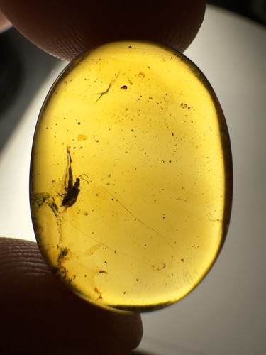Burmese amber burmite - amber,