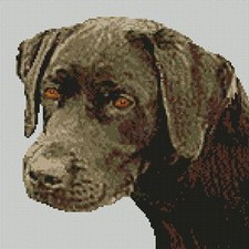 Chocolate Labrador Counted