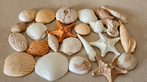 Edible shimmer sea shells - 24,