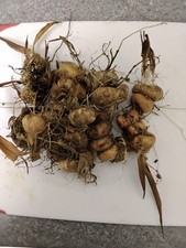 20 mainly large & medium