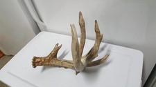 21 5/8" MASS 86 1/8" WHITETAIL
