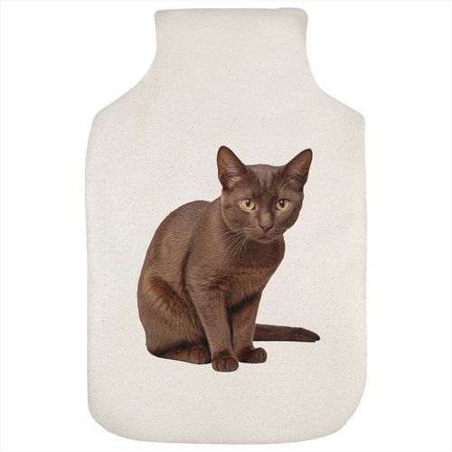 Havana brown cat hot - brown,