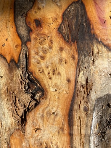 Yew wood - yew,yew, yew,yew