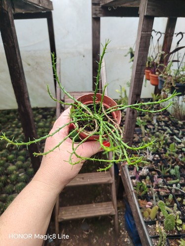 Euphorbia flanaganii meduza - euphorbia,