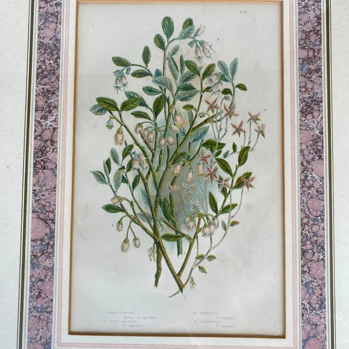 Original anne pratt botanical - original,