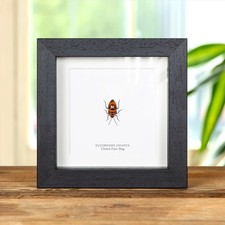 Taxidermy Clown Face Bug Frame