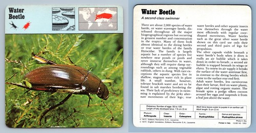 Water beetle insects - insects,