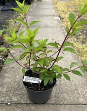 Hydrangea paniculata