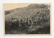 29/722 PHOTO - VINEYARD