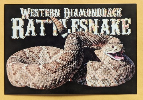 Fauna western diamondback - western,