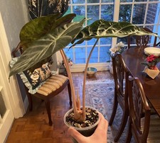 Beautiful Alocasia pink dragon