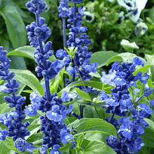 Blue Sage Seeds (Salvia