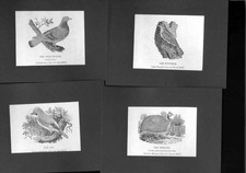 Original Old Antique Print