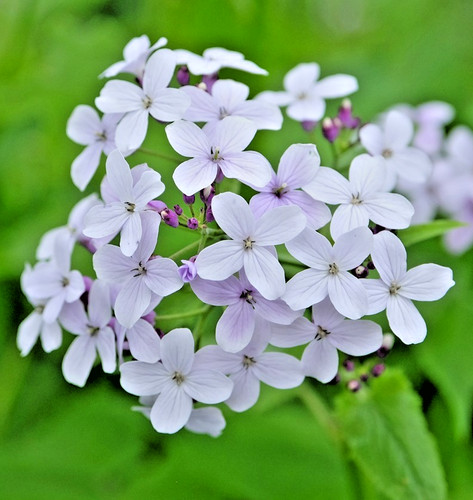 White lunaria honesty - lunaria,