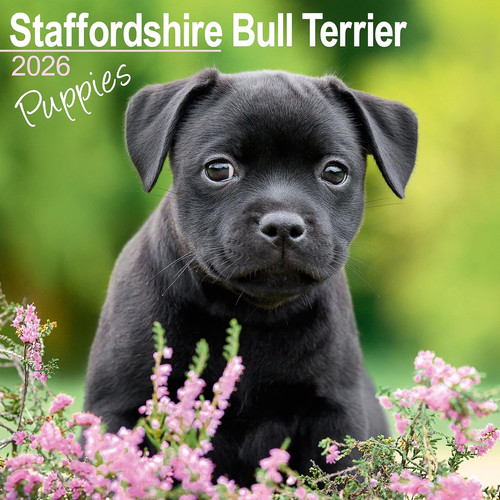 Staffordshire bull terrier - bull,