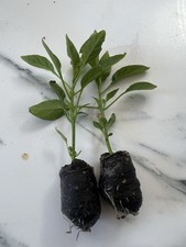 2 x Kashmir Chilli Plant Plugs