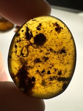 Burmese Amber Burmite Insect