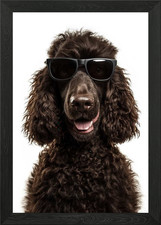 Cool Irish Water Spaniel with