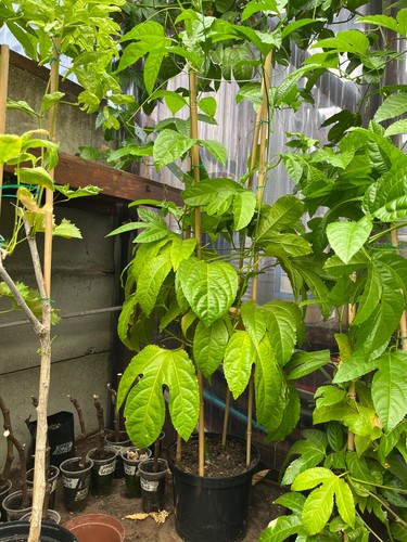 Passion fruit healthy - passion,