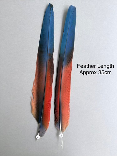 Parrot macaw feather crafts - parrot,