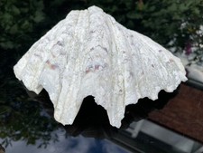 Large Vintage Clam Sea shell Weathered Patina Dark Academia 24 cm 1 kilo,