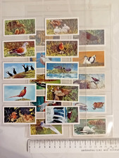 British Birds Frances Pitt Series 20/20 1954 Brooke Bond Tea Card Set in Sleeves