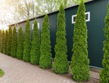 5x THUJA SMARAGD PLANT CEDAR