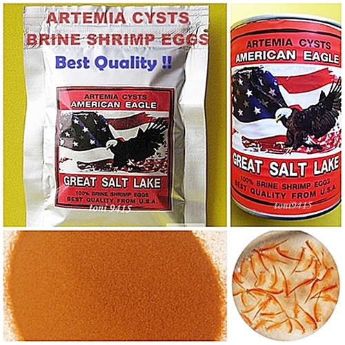 Quality brine shrimp egg - brine,