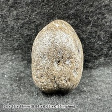 Ichthyosaur Coprolite Fossil