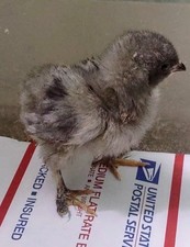 10+2  Breeder Quality Brahma