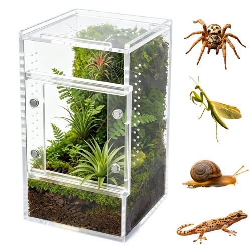 Jumping spider enclosure clear - spider,