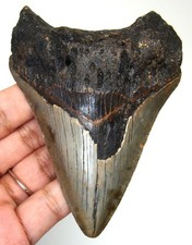 MEGALODON SHARK TOOTH REAL