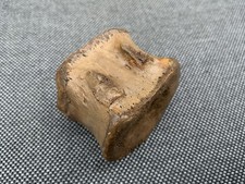 Edmontosaurus sp Dinosaur