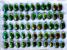 Entomology Taxidermy, Cetonia