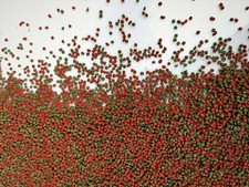 High Quality Tropical Cichlid